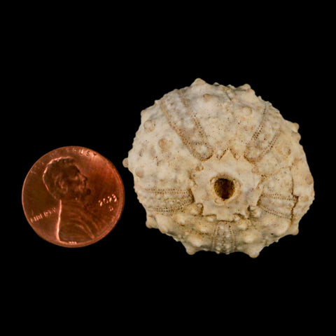 35MM Detailed Fossil Goniopygus Sp Sea Urchin Echinoid Cretaceous Morocco - Fossil Age Minerals