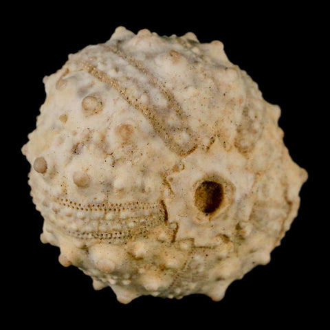 35MM Detailed Fossil Goniopygus Sp Sea Urchin Echinoid Cretaceous Morocco - Fossil Age Minerals