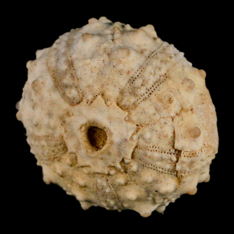 35MM Detailed Fossil Goniopygus Sp Sea Urchin Echinoid Cretaceous Morocco - Fossil Age Minerals