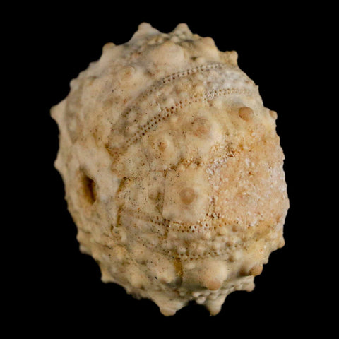 35MM Detailed Fossil Goniopygus Sp Sea Urchin Echinoid Cretaceous Morocco - Fossil Age Minerals