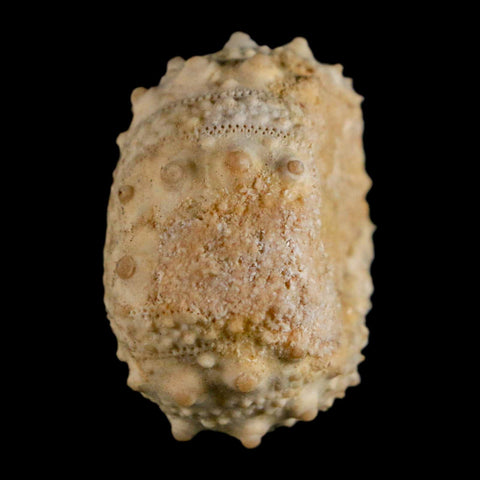 35MM Detailed Fossil Goniopygus Sp Sea Urchin Echinoid Cretaceous Morocco - Fossil Age Minerals