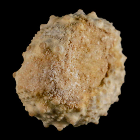 35MM Detailed Fossil Goniopygus Sp Sea Urchin Echinoid Cretaceous Morocco - Fossil Age Minerals