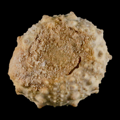 35MM Detailed Fossil Goniopygus Sp Sea Urchin Echinoid Cretaceous Morocco - Fossil Age Minerals