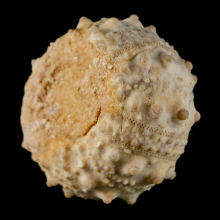 35MM Detailed Fossil Goniopygus Sp Sea Urchin Echinoid Cretaceous Morocco