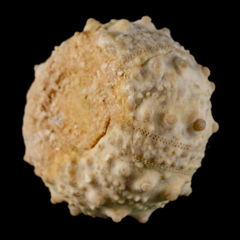 35MM Detailed Fossil Goniopygus Sp Sea Urchin Echinoid Cretaceous Morocco - Fossil Age Minerals