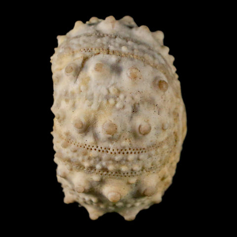 35MM Detailed Fossil Goniopygus Sp Sea Urchin Echinoid Cretaceous Morocco - Fossil Age Minerals