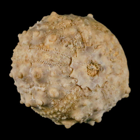 32MM Detailed Fossil Goniopygus Sp Sea Urchin Echinoid Cretaceous Morocco - Fossil Age Minerals