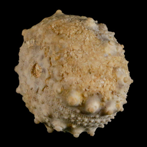 32MM Detailed Fossil Goniopygus Sp Sea Urchin Echinoid Cretaceous Morocco - Fossil Age Minerals