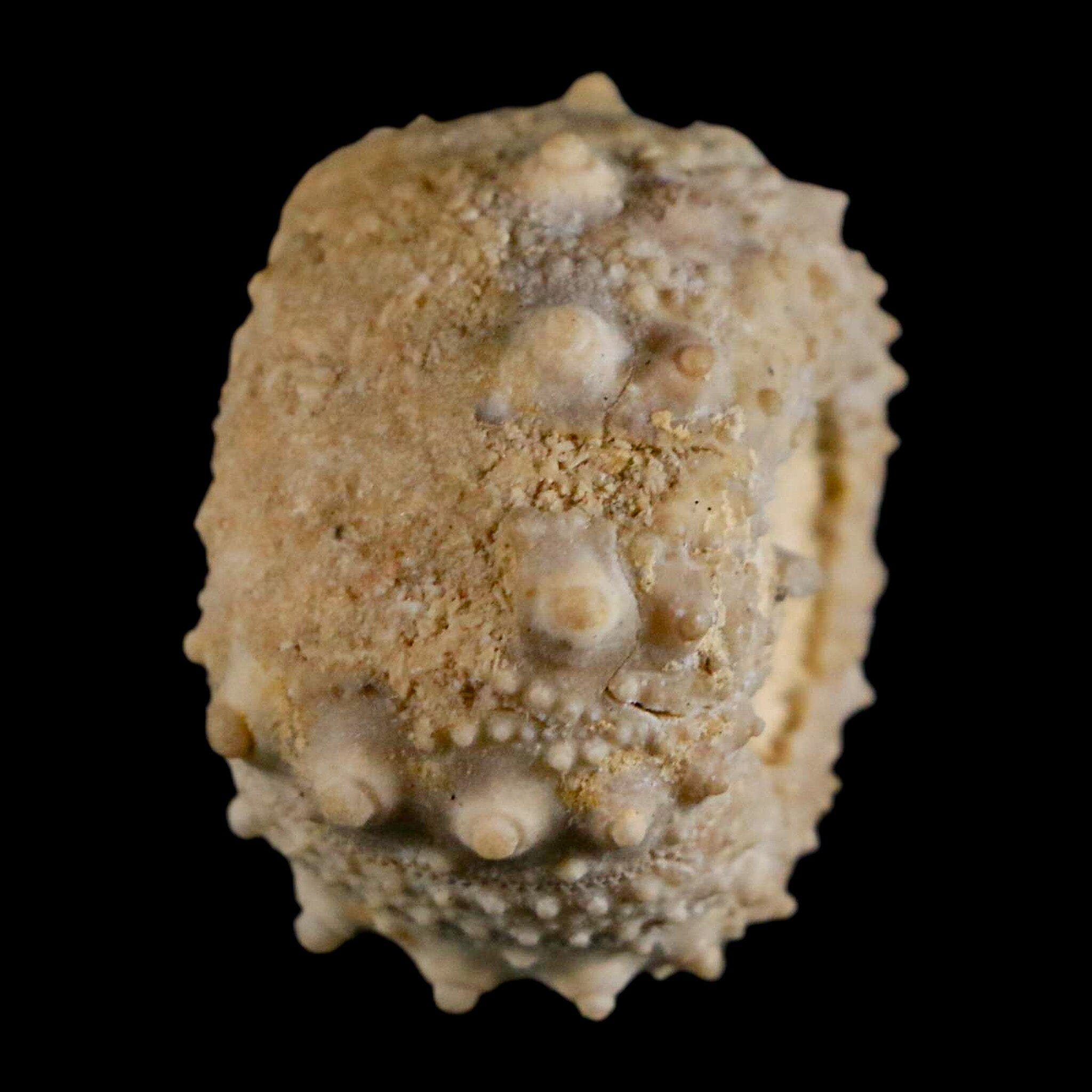 32MM Detailed Fossil Goniopygus Sp Sea Urchin Echinoid Cretaceous Morocco - Fossil Age Minerals