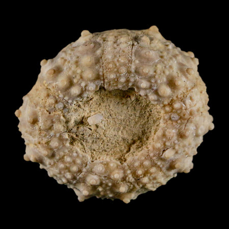 32MM Detailed Fossil Goniopygus Sp Sea Urchin Echinoid Cretaceous Morocco