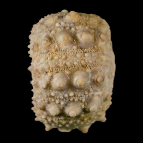 32MM Detailed Fossil Goniopygus Sp Sea Urchin Echinoid Cretaceous Morocco - Fossil Age Minerals