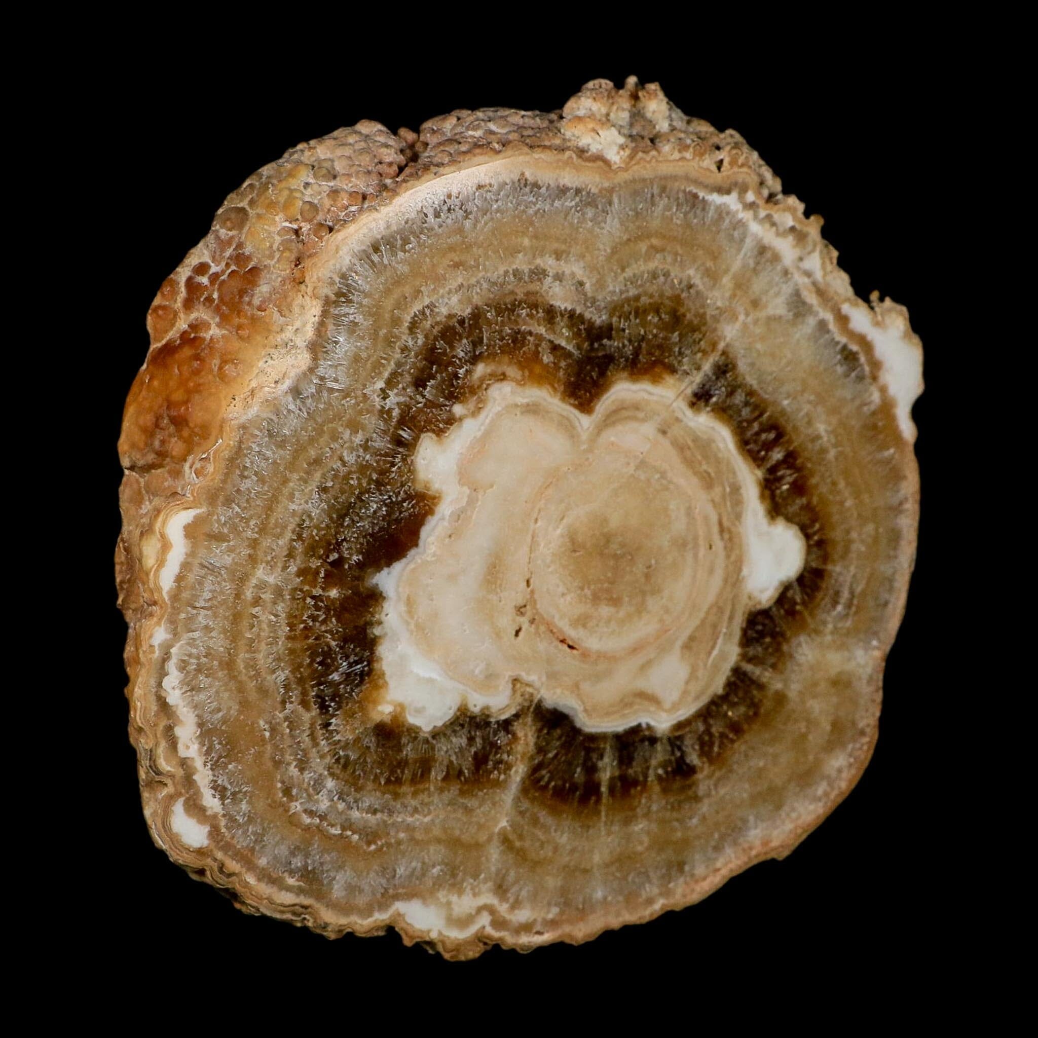 6" Aragonite Stalactite Slice Cave Calcite Crystal Mineral Specimen Morocco - Fossil Age Minerals