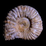 3.6" Acanthoceras Ammonite Fossil Agadir Morocco 360 Million Year Old COA