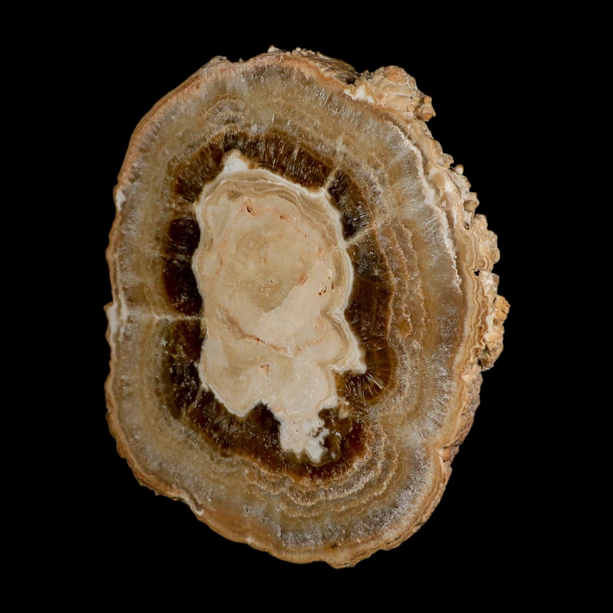 6" Aragonite Stalactite Slice Cave Calcite Crystal Mineral Specimen Morocco - Fossil Age Minerals