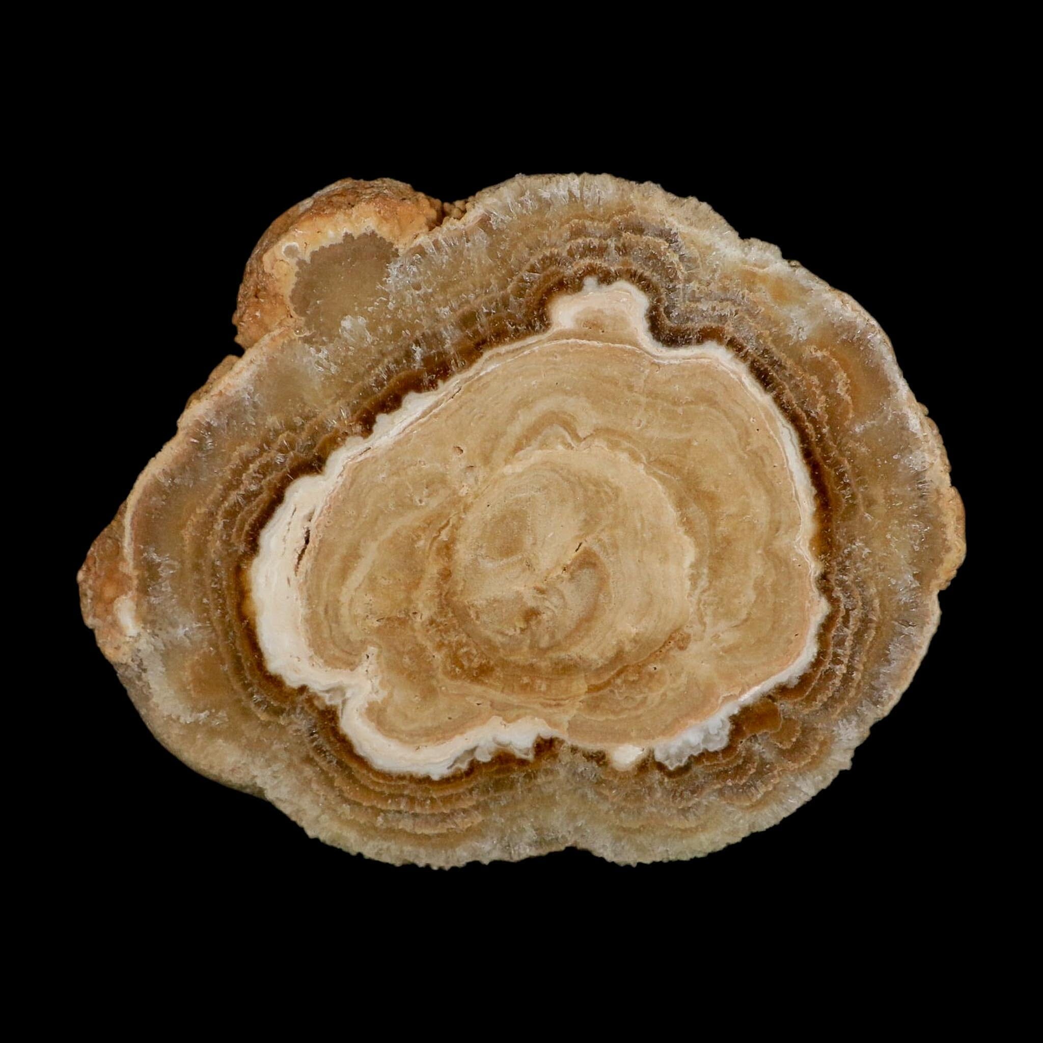 5.6" Aragonite Stalactite Slice Cave Calcite Crystal Mineral Specimen Morocco - Fossil Age Minerals