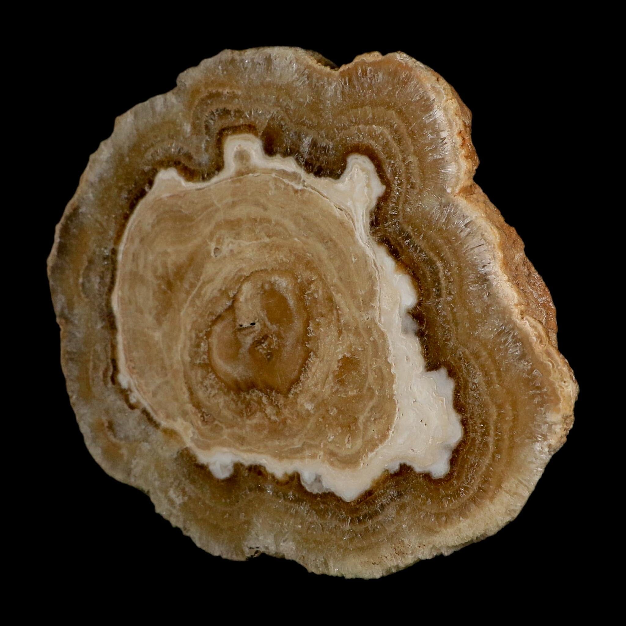 5.6" Aragonite Stalactite Slice Cave Calcite Crystal Mineral Specimen Morocco - Fossil Age Minerals