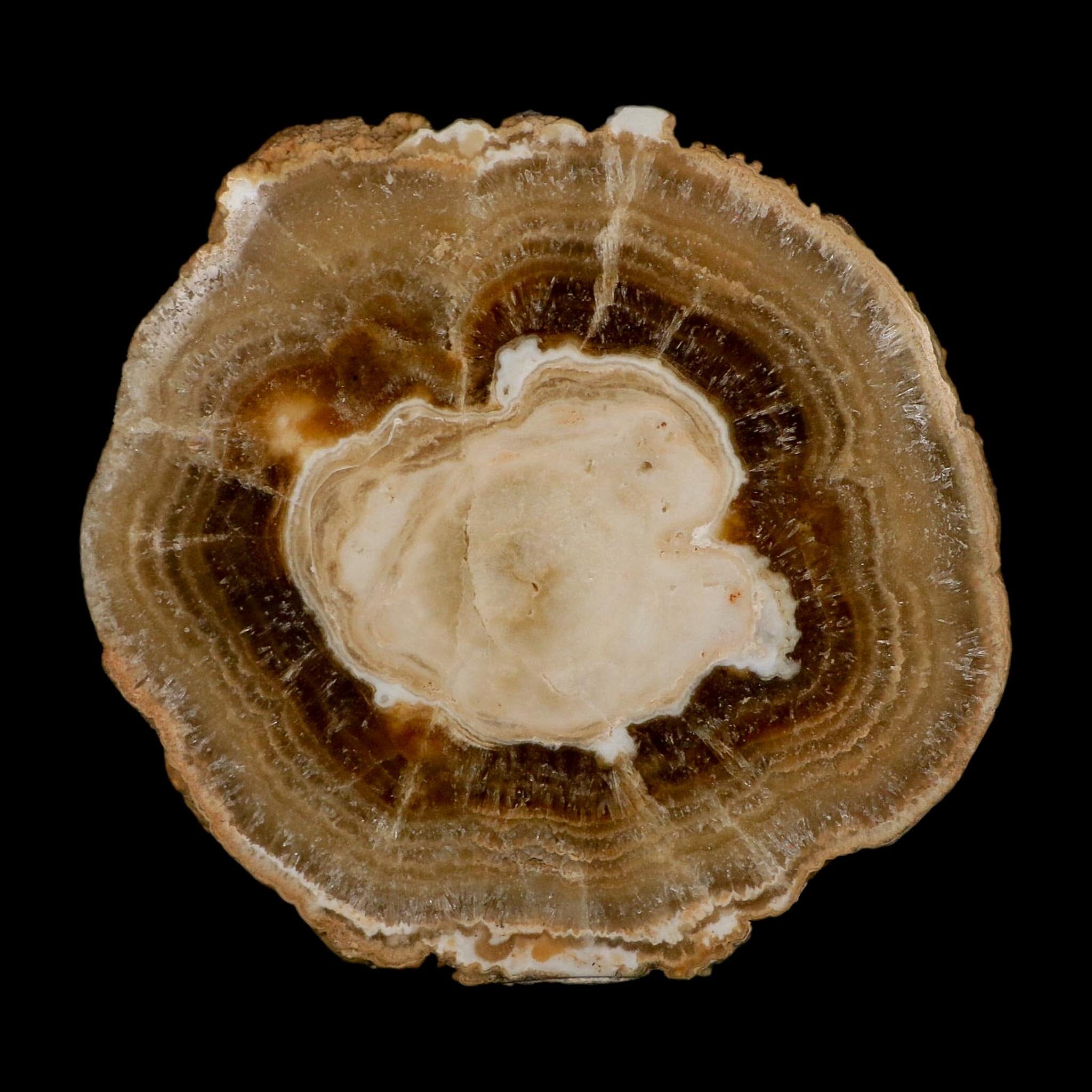5.4" Aragonite Stalactite Slice Cave Calcite Crystal Mineral Specimen Morocco - Fossil Age Minerals