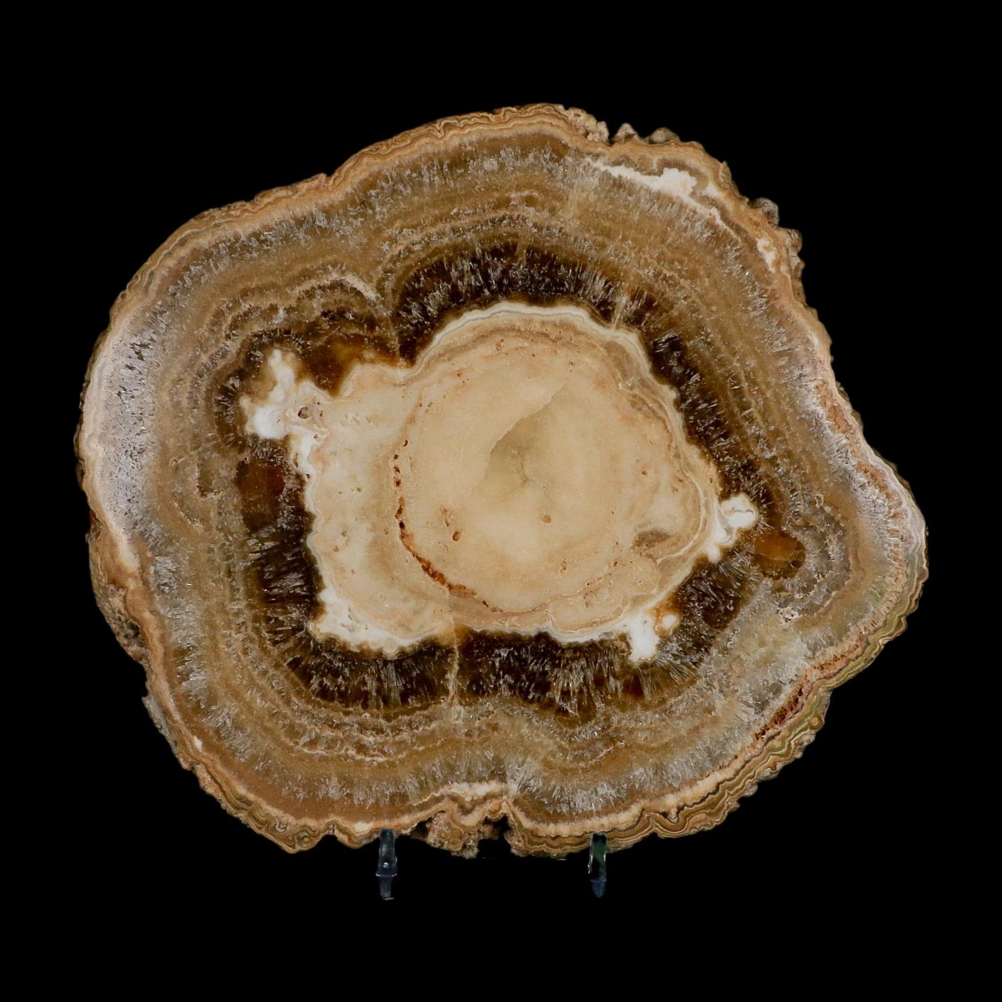 6.5" Aragonite Stalactite Slice Cave Calcite Crystal Mineral Specimen Morocco - Fossil Age Minerals