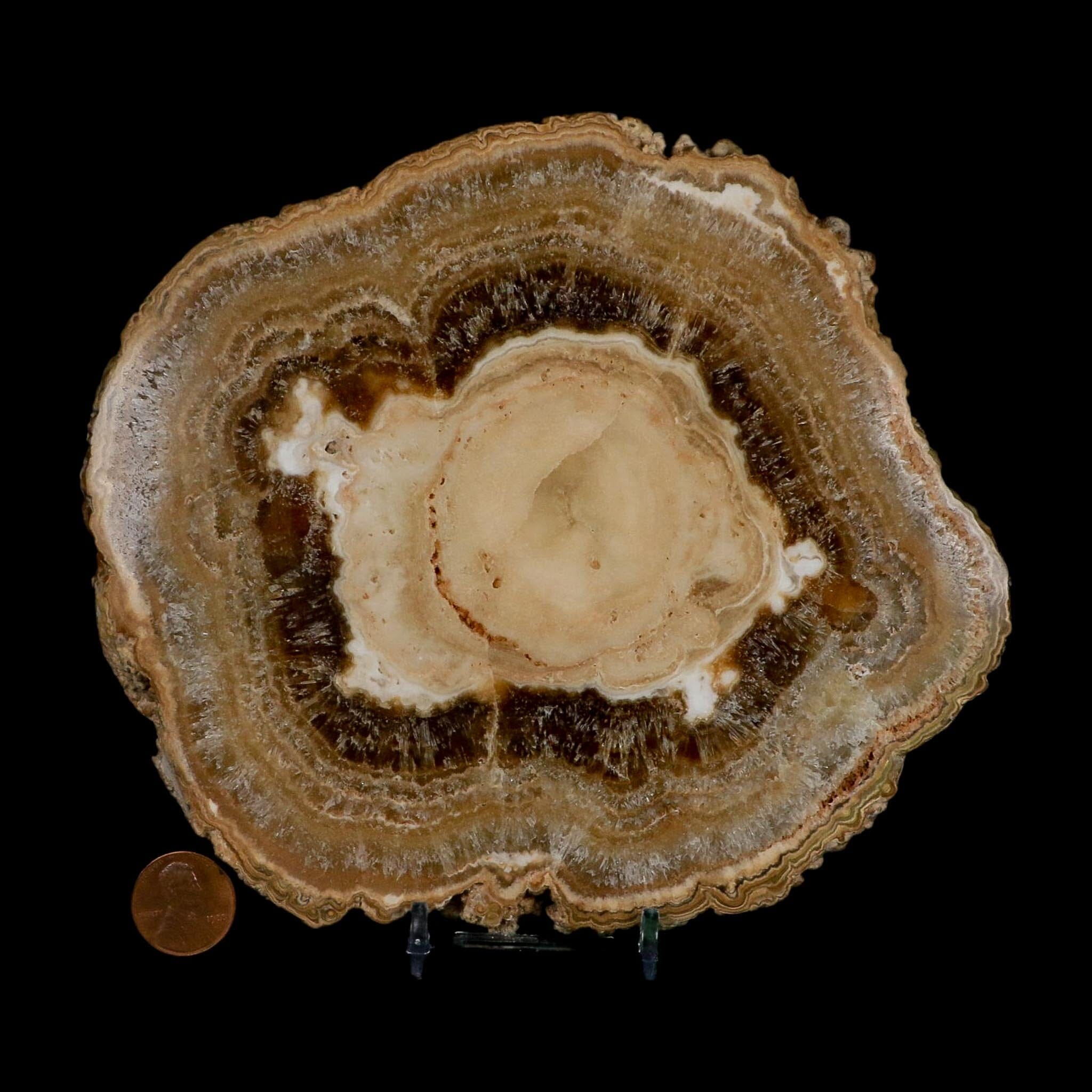 6.5" Aragonite Stalactite Slice Cave Calcite Crystal Mineral Specimen Morocco - Fossil Age Minerals