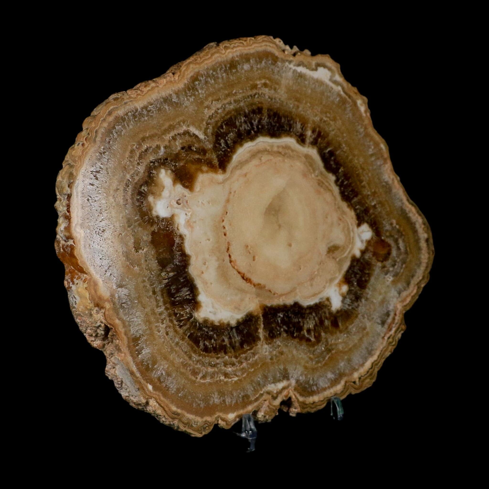 6.5" Aragonite Stalactite Slice Cave Calcite Crystal Mineral Specimen Morocco - Fossil Age Minerals