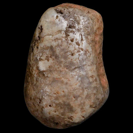 1.7" Sauropod Dinosaur Stomach Stone Gastrolith Rock Gizzard Stone COA