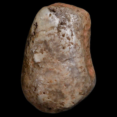 1.7" Sauropod Dinosaur Stomach Stone Gastrolith Rock Gizzard Stone COA - Fossil Age Minerals