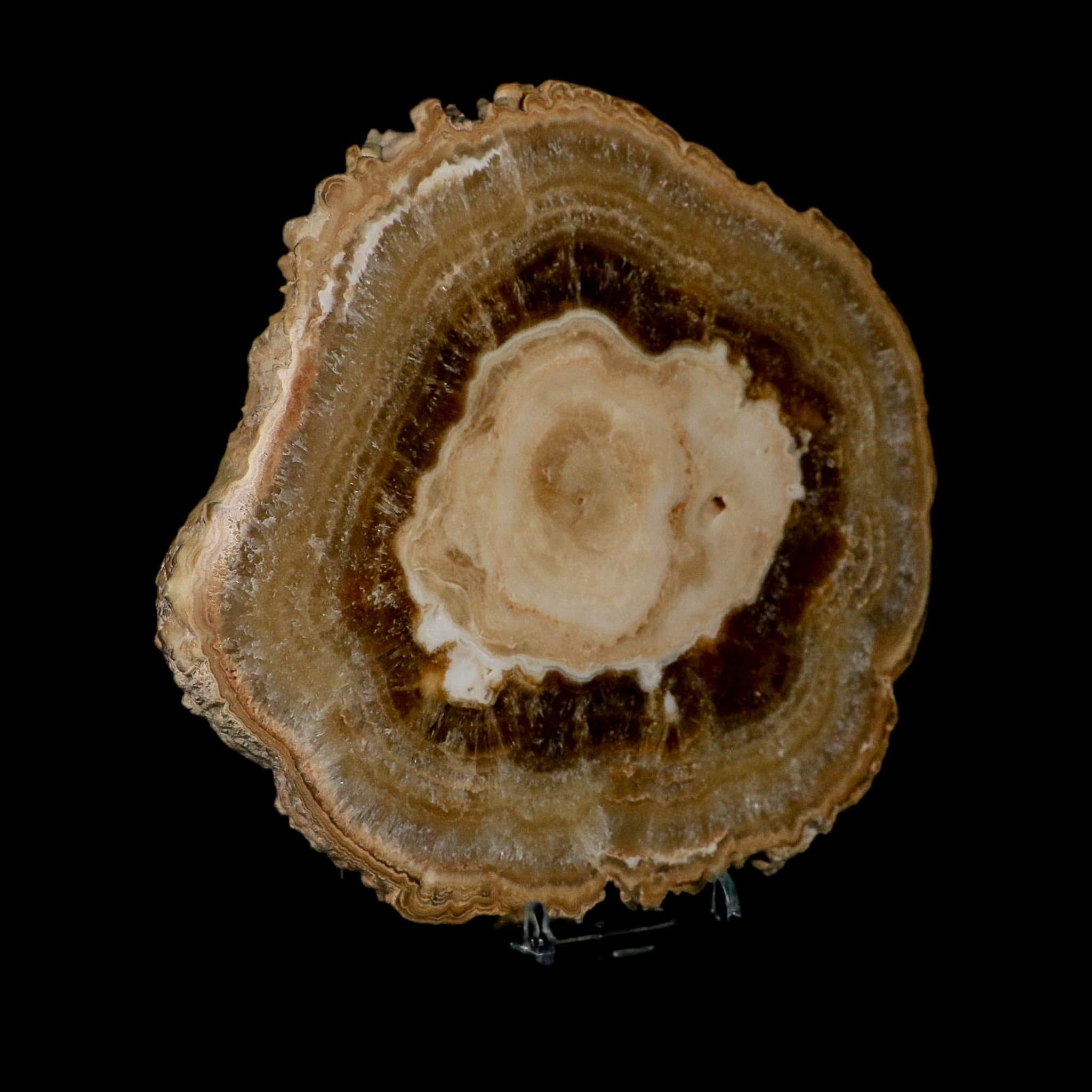 6.5" Aragonite Stalactite Slice Cave Calcite Crystal Mineral Specimen Morocco - Fossil Age Minerals