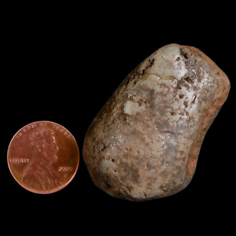 1.7" Sauropod Dinosaur Stomach Stone Gastrolith Rock Gizzard Stone COA - Fossil Age Minerals