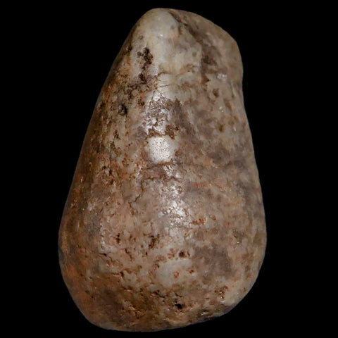 1.7" Sauropod Dinosaur Stomach Stone Gastrolith Rock Gizzard Stone COA - Fossil Age Minerals