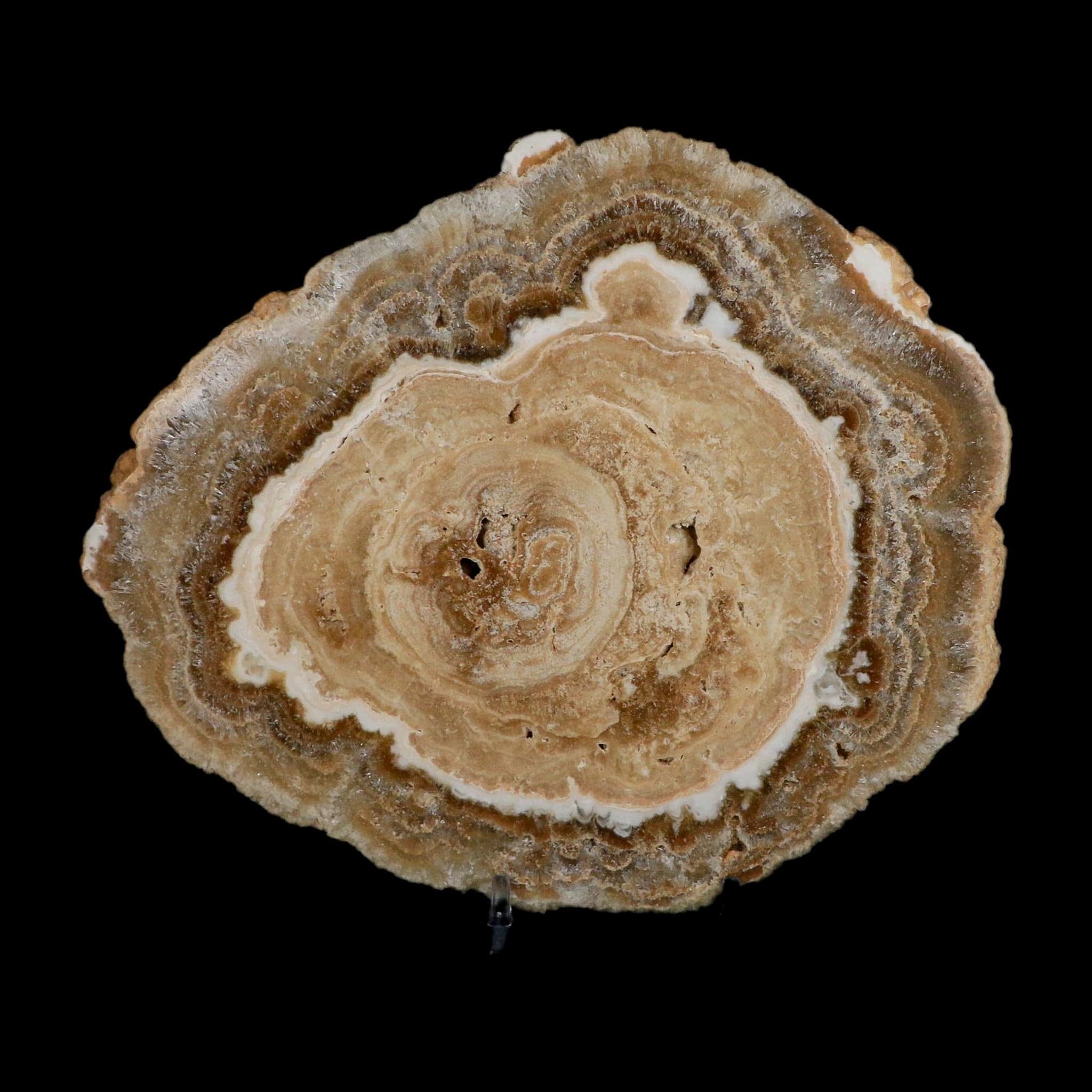 6.5" Aragonite Stalactite Slice Cave Calcite Crystal Mineral Specimen Morocco - Fossil Age Minerals
