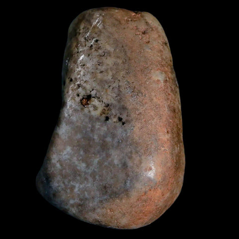 1.7" Sauropod Dinosaur Stomach Stone Gastrolith Rock Gizzard Stone COA - Fossil Age Minerals