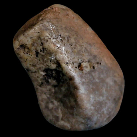 1.7" Sauropod Dinosaur Stomach Stone Gastrolith Rock Gizzard Stone COA - Fossil Age Minerals