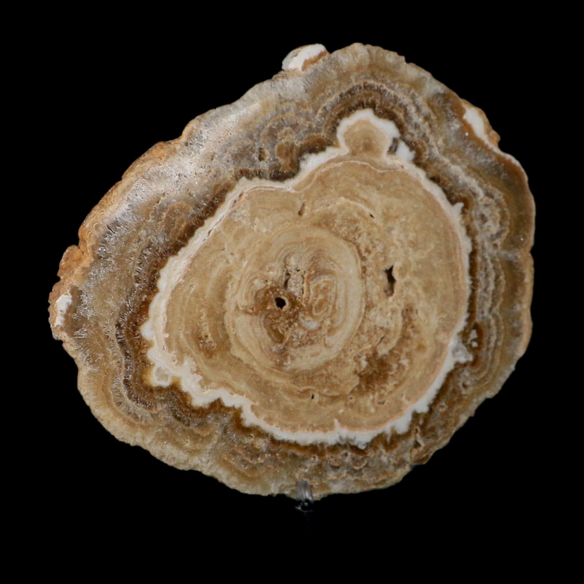 6.5" Aragonite Stalactite Slice Cave Calcite Crystal Mineral Specimen Morocco - Fossil Age Minerals