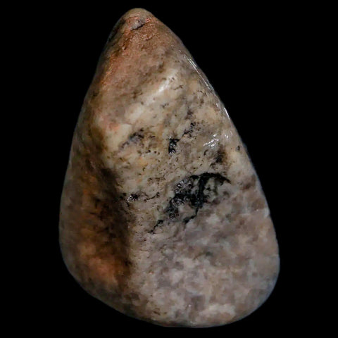 1.7" Sauropod Dinosaur Stomach Stone Gastrolith Rock Gizzard Stone COA - Fossil Age Minerals