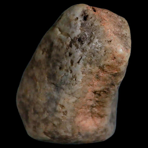 1.7" Sauropod Dinosaur Stomach Stone Gastrolith Rock Gizzard Stone COA - Fossil Age Minerals