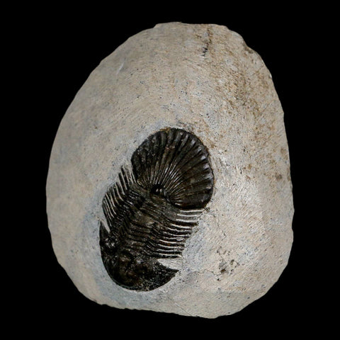1.6" Scabriscutellum Trilobite Fossil Devonian Morocco 400 Million Years Old COA - Fossil Age Minerals