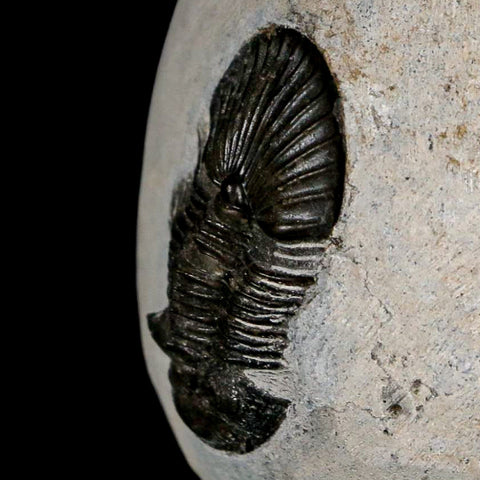 1.6" Scabriscutellum Trilobite Fossil Devonian Morocco 400 Million Years Old COA - Fossil Age Minerals