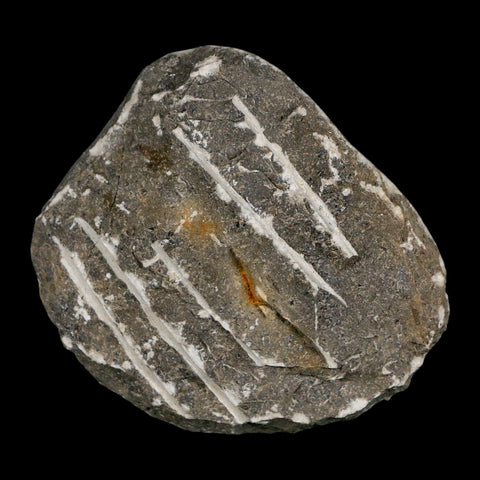 1.6" Scabriscutellum Trilobite Fossil Devonian Morocco 400 Million Years Old COA - Fossil Age Minerals