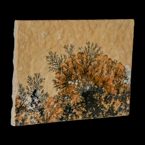 3.1" Pyrolusite Dendritic Limestone Solnhofen Upper Jurassic Age West Germany