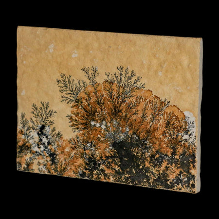 3.1" Pyrolusite Dendritic Limestone Solnhofen Upper Jurassic Age West Germany