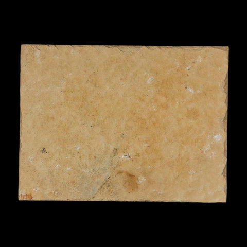 3.1" Pyrolusite Dendritic Limestone Solnhofen Upper Jurassic Age West Germany