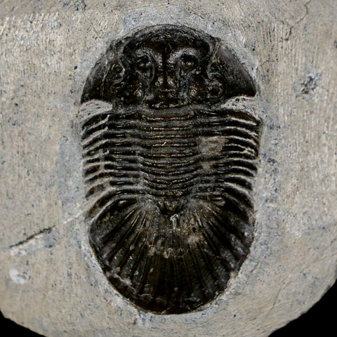 1.6" Scabriscutellum Trilobite Fossil Devonian Morocco 400 Million Years Old COA - Fossil Age Minerals