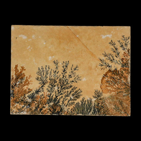 3.1" Pyrolusite Dendritic Limestone Solnhofen Upper Jurassic Age West Germany