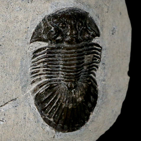 1.6" Scabriscutellum Trilobite Fossil Devonian Morocco 400 Million Years Old COA