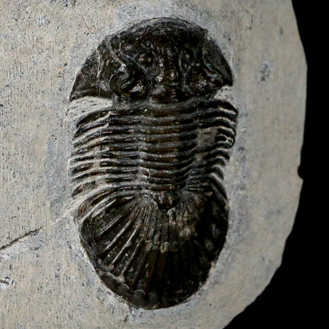 1.6" Scabriscutellum Trilobite Fossil Devonian Morocco 400 Million Years Old COA - Fossil Age Minerals