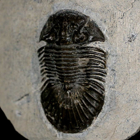 1.6" Scabriscutellum Trilobite Fossil Devonian Morocco 400 Million Years Old COA - Fossil Age Minerals
