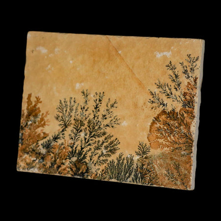 3.1" Pyrolusite Dendritic Limestone Solnhofen Upper Jurassic Age West Germany