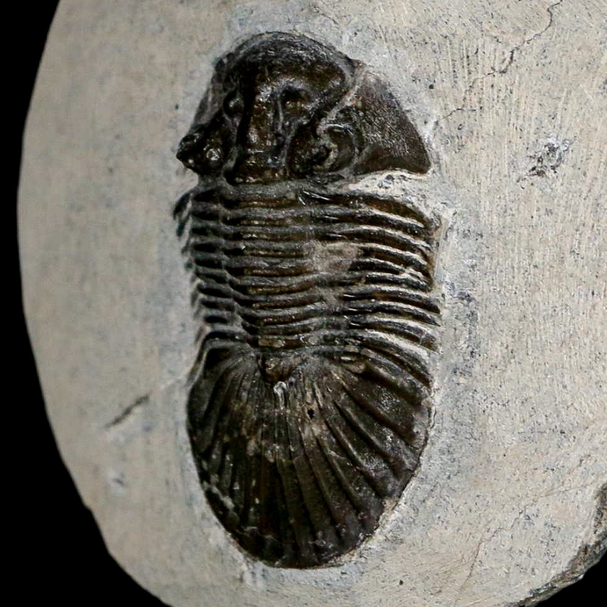 1.6" Scabriscutellum Trilobite Fossil Devonian Morocco 400 Million Years Old COA - Fossil Age Minerals