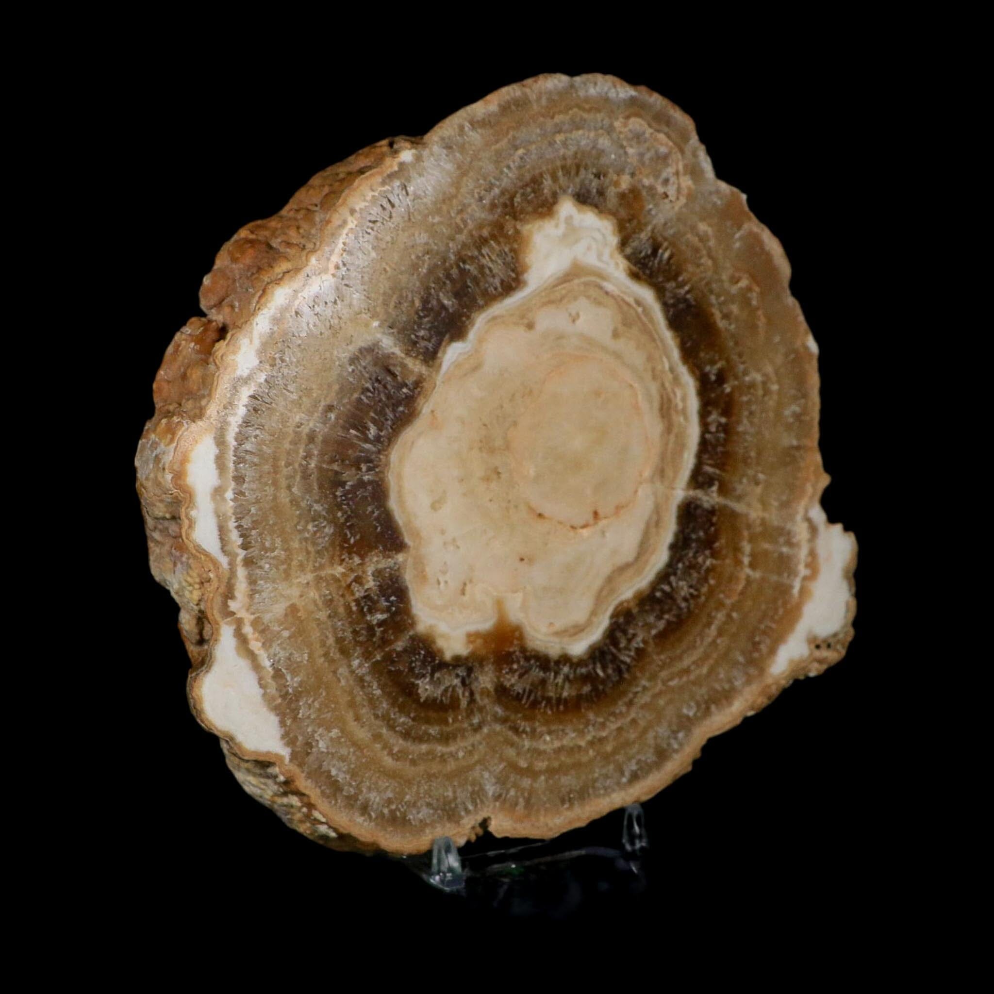 5.8" Aragonite Stalactite Slice Cave Calcite Crystal Mineral Specimen Morocco - Fossil Age Minerals
