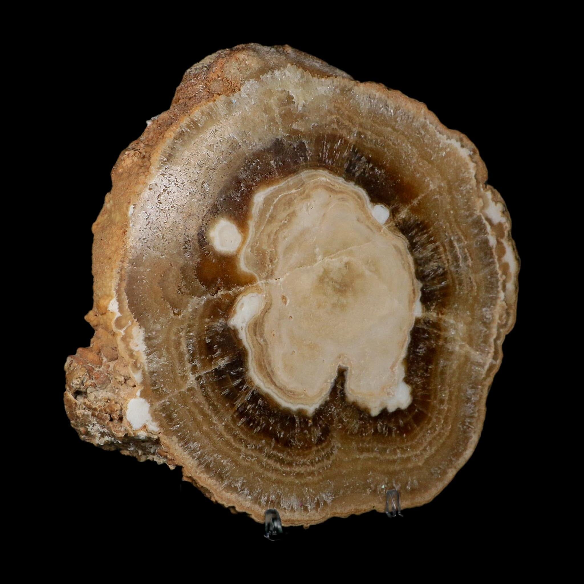 5.8" Aragonite Stalactite Slice Cave Calcite Crystal Mineral Specimen Morocco - Fossil Age Minerals
